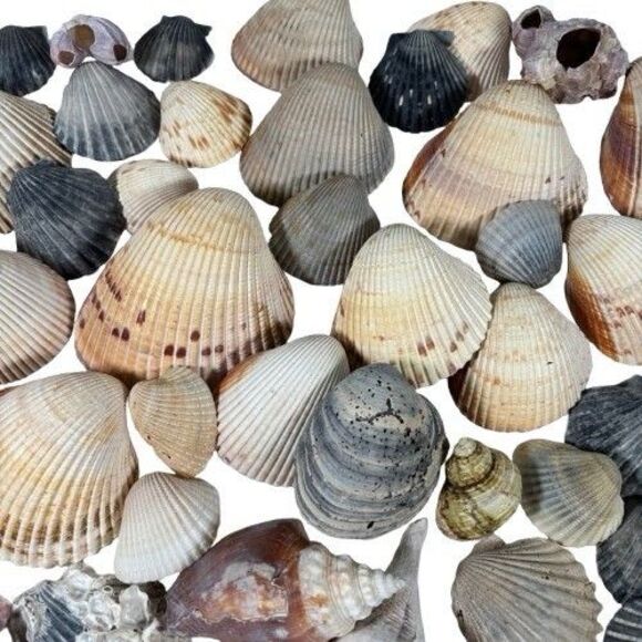 Lg Sea Shells Huge Lot Beautiful Assorted Seashells 3+ lbs. Crafts Decor Collect - Picture 6 of 10
